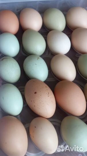 Яйцо домашнее