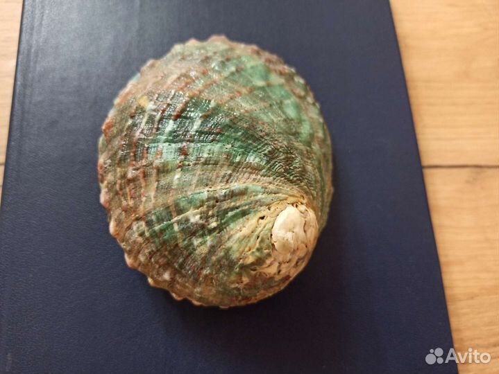 Морская раковина