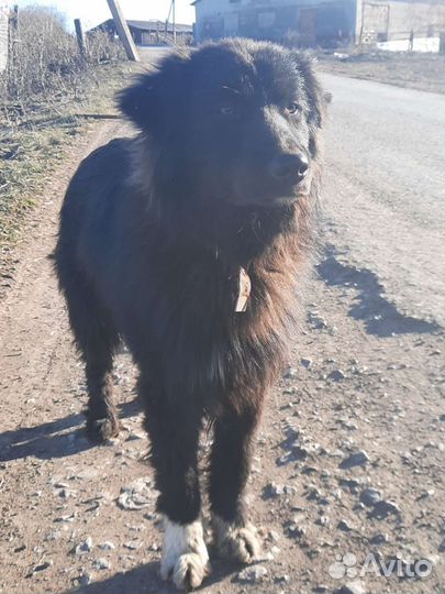 Собака брошенка