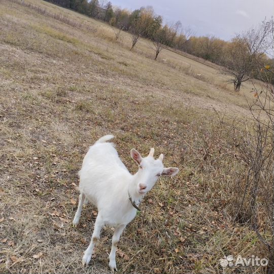 Продам козочку