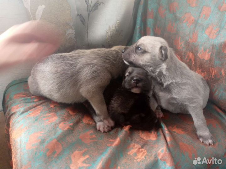 Щенок в добрые руки