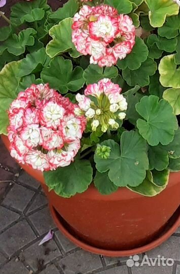 Пеларгония королевская розебудная