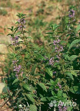 Лаванда и мята