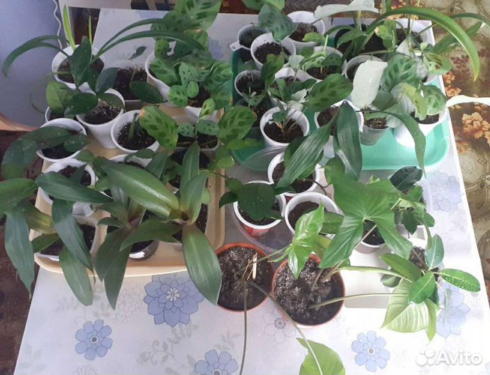 Комнатные растения
