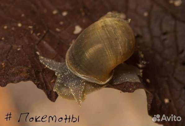Улитки аквариумные
