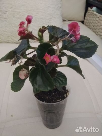 Бегония махровая