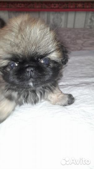 Щенки пекинеса