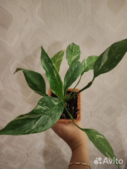 Спатифиллум Джемини