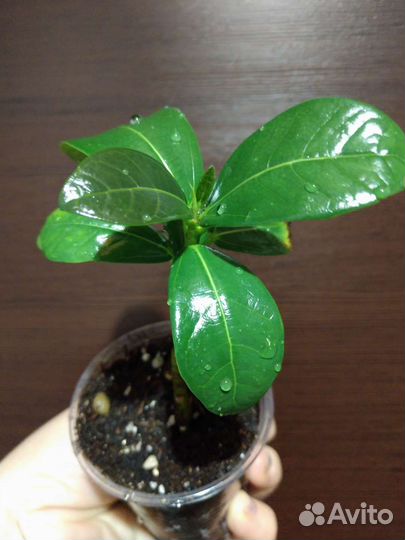 Фикусы редкие(рваный,барок,Нина,Ирэн,Индонезия)