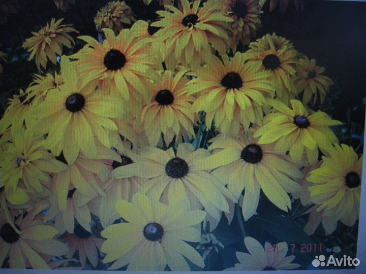 Лаватера Золотые шары Гельхера Перетрум Энотера