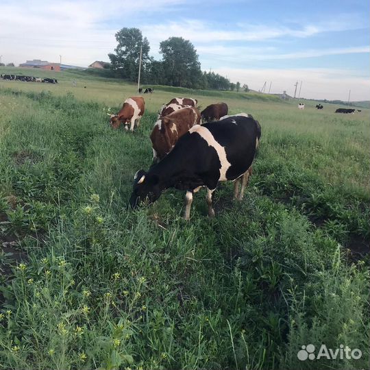Коровы дойные, тёлки,бычки