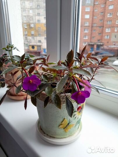 Продам цветы домашние