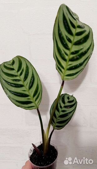 Ктенанта бурле-макс