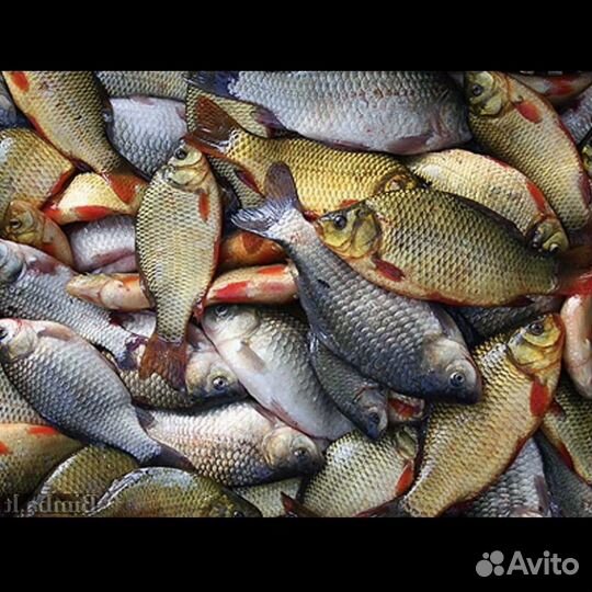 Оптом речная рыба