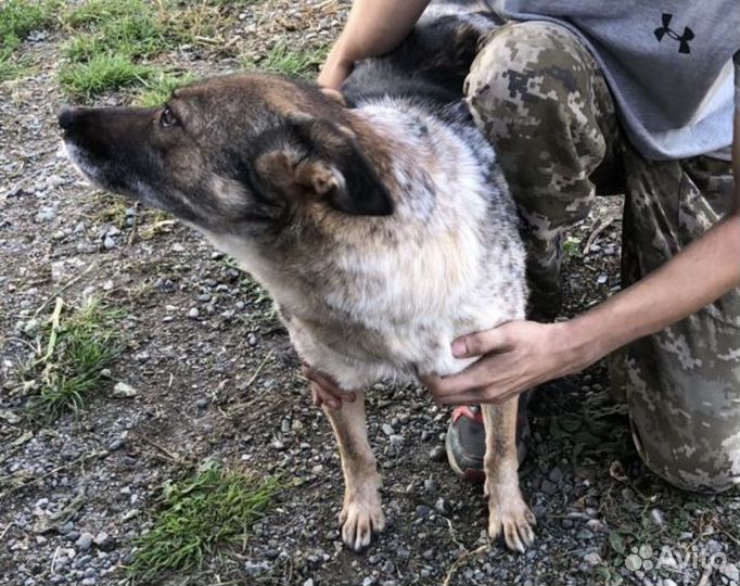 Собака в добрые руки