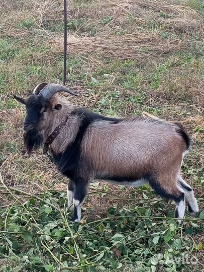 Козы пигмеи, карликовые козы, камерунские козы