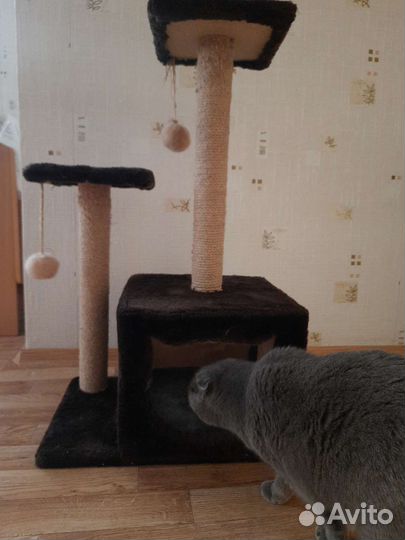 Когтеточка домик для кошки бу