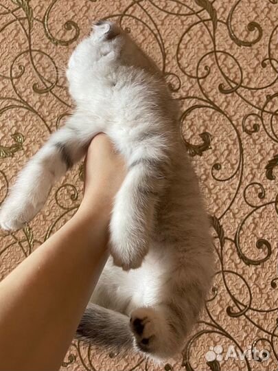 Белый котенок