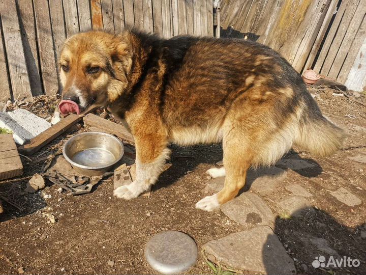Пристроим песика 4,5 года, отличный охранник