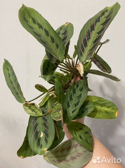 Маранта триколор