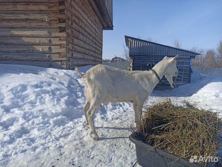 Продам дойную зааненскую козу