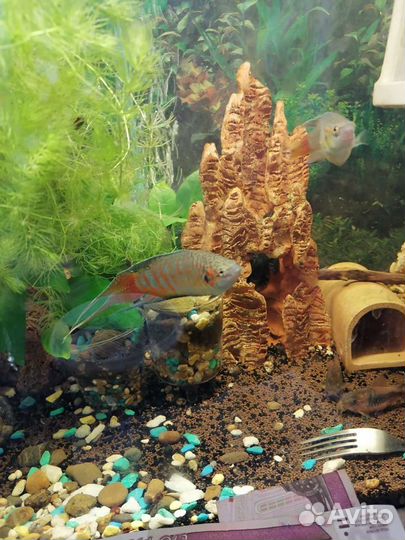 Продам рыбок