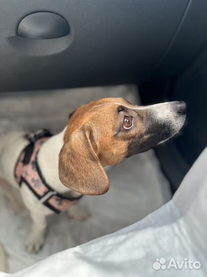 Продаю собаку