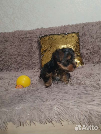 Йоркширский терьер щенки