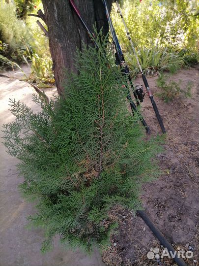 Саженцы туи