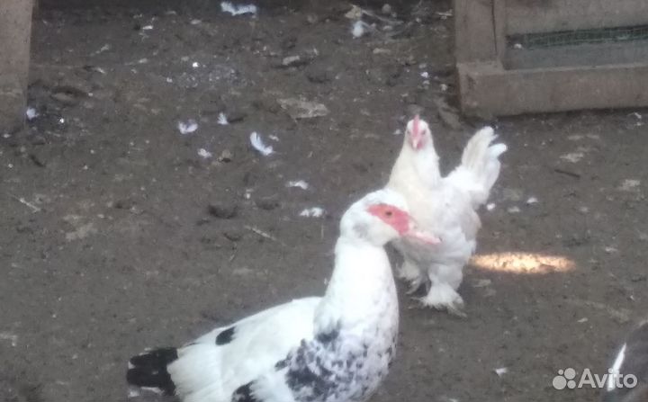 Курочки и петухи карликовые бьетнамки и конихины