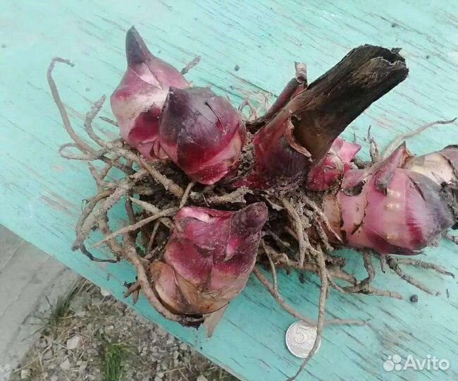 Клубни канны