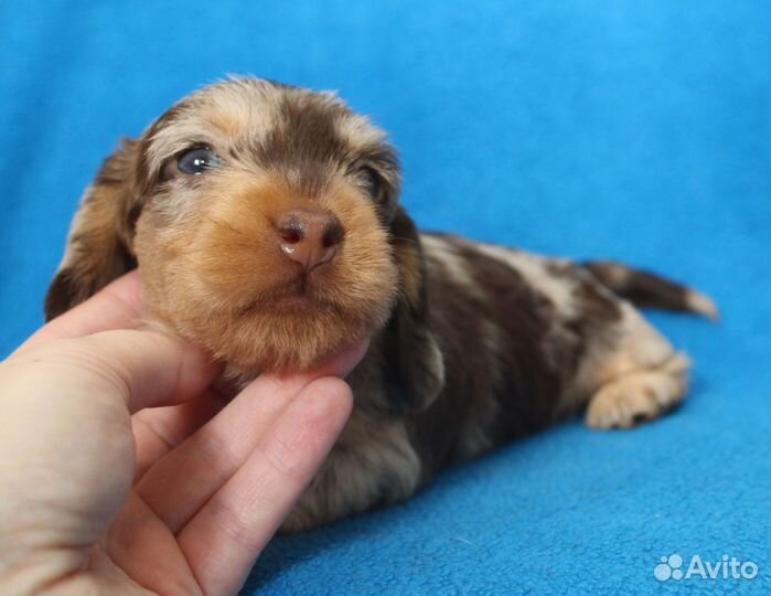 Такса кроличья жесткошерстная. РКФ. Мальчики