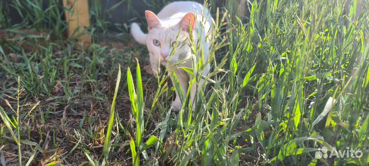 Кот в добрые руки