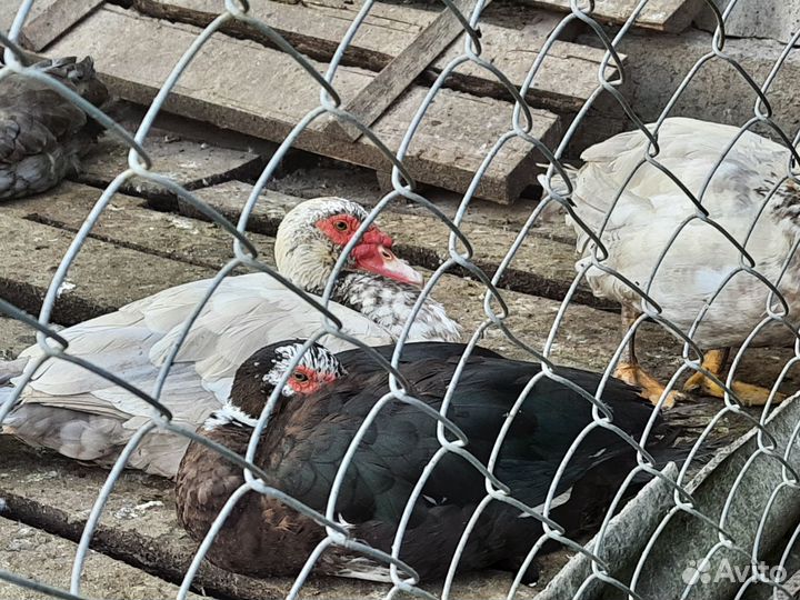 Индоутка. Мускусная утка. Селезень