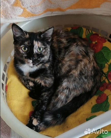 Кошечка Харизма в добрые руки