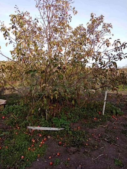 Дом 95 м² на участке 10 сот.