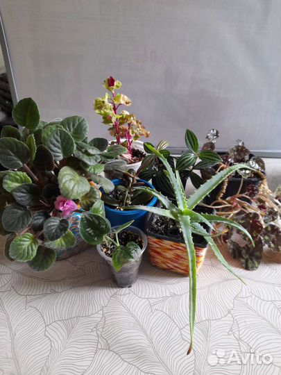 Комнатные цветы,растения.сингониумы,рэо