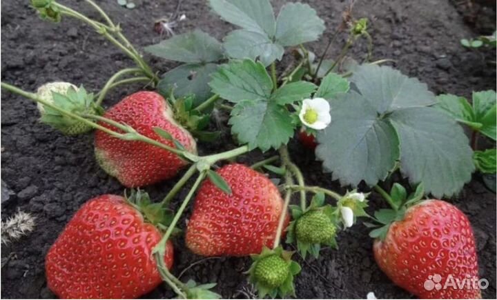 Укорененные усы ремонтантной клубники