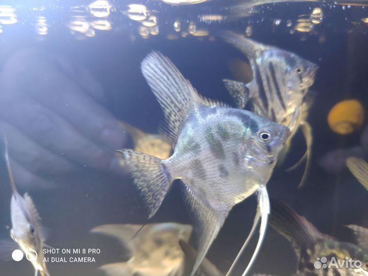 Аквариумные рыбки