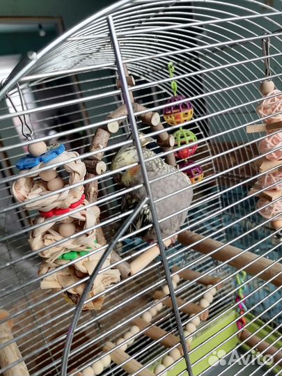 Попугай корелла с клеткой