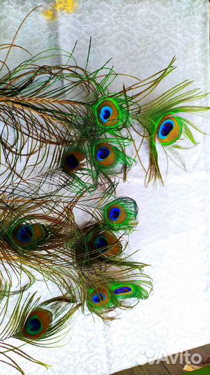 Павлиньи перья