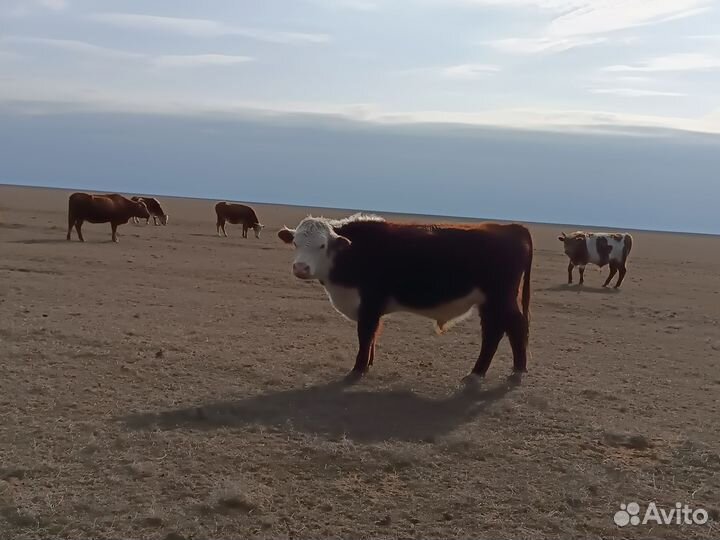Бык породы герефорд