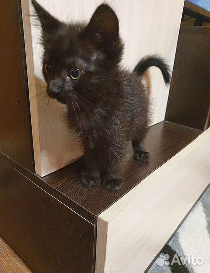 Котёнку некуда пойти