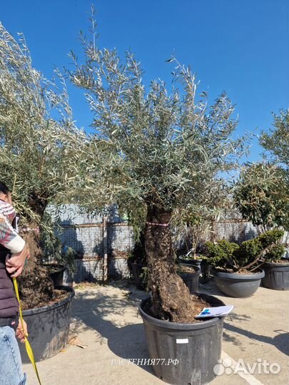 Оливковое дерево/Олива Европейская Огромная