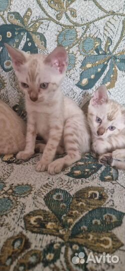 Снежные барсы