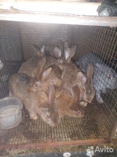 Кролик, мясо кролика