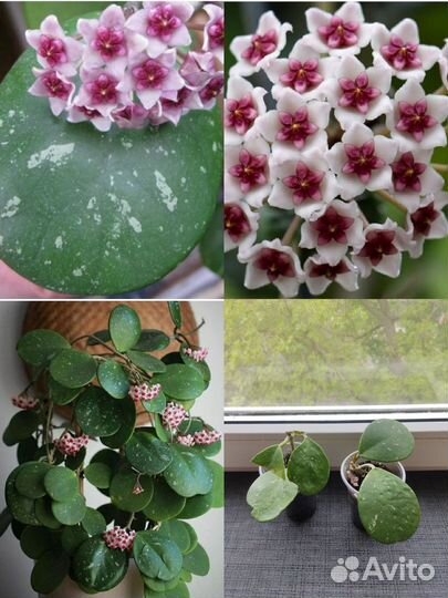 Разные комнатные цветы