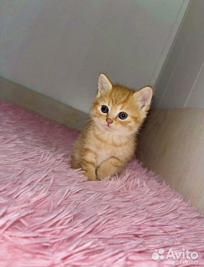 Шотландская вислоухая кошка