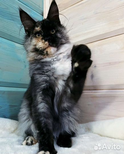 Мейн-кун в добрые руки