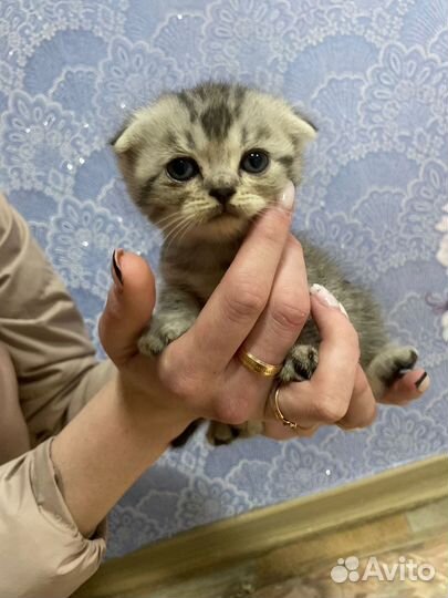 Продаётся Шотландская кошечка